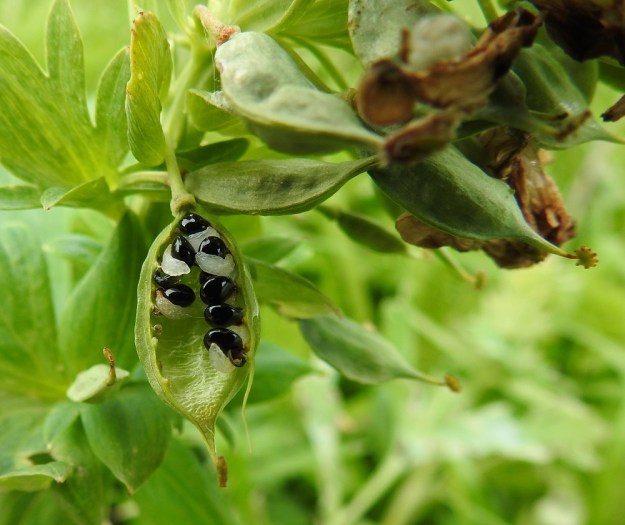 Corydalis nobilis - jalokiurunkannuksen siemenet ovat kiiltävän mustia, pyöreitä ja litteähköjä. Niissä on pehmeäsolukkoinen lisäke, elaiosomi, joka ilmeisesti kelpaa muurahaisten ravinnoksi ja näin helpottaa siementen leviämistä kasvupaikkaansa kauemmaksi. EH, Hämeenlinna, Pullerinmäki, Mäkelän teollisuusalue, Tölkkimäentien varsi, joutomaapenger 3.6.2019. Copyright Hannu Kämäräinen.