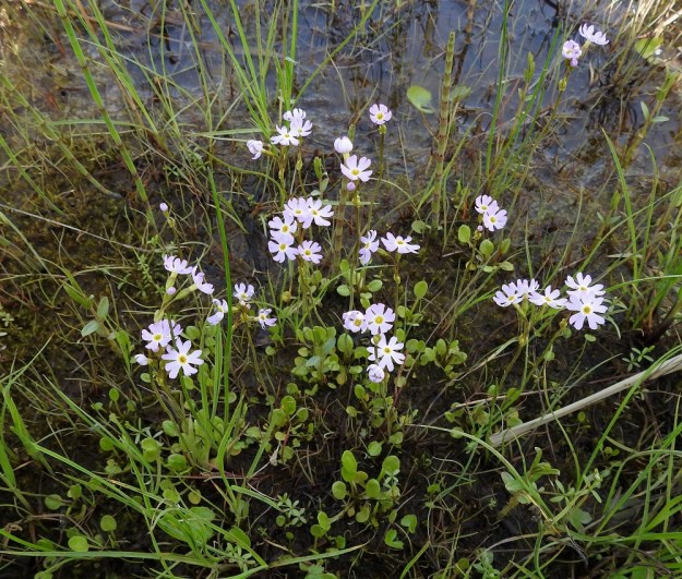 Primula nutans subsp. finmarchica var. jokelae - nuokkuesikko subsp. ruijannuokkuesikko var. perämerennuokkuesikko pienenä ja hentona kasvina ei kestä rantojen umpeenkasvua, joka on sille yhä suurempi uhka rantalaidunnuksen loputtua ja rehevöitymisen laajentaessa erityisesti järviruo'on elintilaa. Kasvupaikkojen avoimena pysyminen vaatiikin nykyisin suojelutoimenpiteenä rantojen niittoa. OP, Oulu, Haukipudas, Martinniemi, 13.6.2019. Copyright Hannu Kämäräinen.