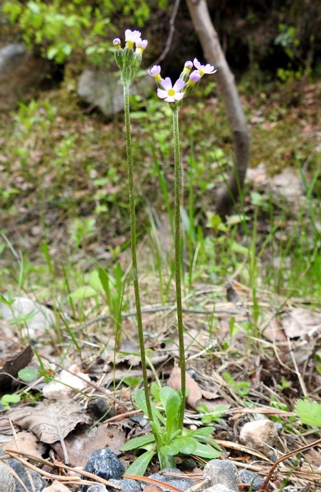 Primula stricta - lapinesikko on lyhytjuurisena ja hentona vanakasvina heikko kilpailija eikä selviä kasvustoltaan umpeutuneella rantaniityllä. Se tarvitsee aika ajoin kevättulvien ja jäidenlähdön maanpintaa rikkovaa voimaa saadakseen elintilaa ruusukkeilleen.  Ks, Kuusamo, Vasaraperä, Jäkäläniemi, Yli-Kitka -järven kaakkoisranta Apajalahden ja Mäntyniemen välissä, 13.6.2019. Copyright Hannu Kämäräinen.