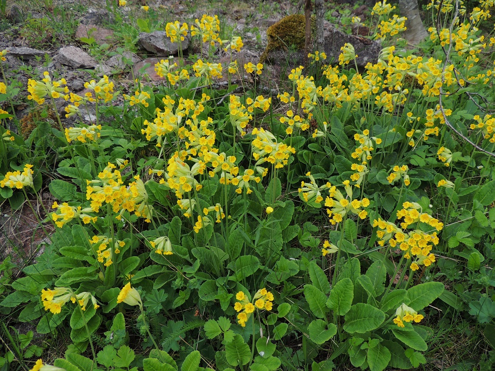 Primula veris - kevätesikko kukkii suotuisilla, lehtoniityillä laajasti, tiheästi ja näyttävästi. Se tuntuu viihtyvän hyvin myös avokallioisilla kedoilla. A, Lemland, Herröskatan, luonnonsuojelualue, 26.5.2013. Copyright Hannu Kämäräinen.