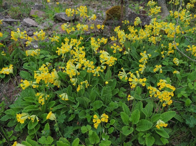 Primula veris - kevätesikko viihtyy hyvin myös avokallioisilla kedoilla. A, Lemland, Herröskatan, luonnonsuojelualue, 26.5.2013. Copyright Hannu Kämäräinen.
