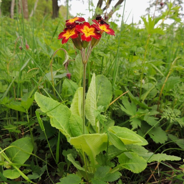 Primula veris x vulgaris - loistokevätesikko on suomessa aina koristekasvi- ja jalostusperäinen, koska toista kantalajia, hyvin vaaleankeltakukkaista kääpiöesikkoa, P. vulgaris, ei täällä kasva. A, Jomala, Ramsholm, luonnonsuojelualue, 29.5.2013. Copyright Hannu Kämäräinen.