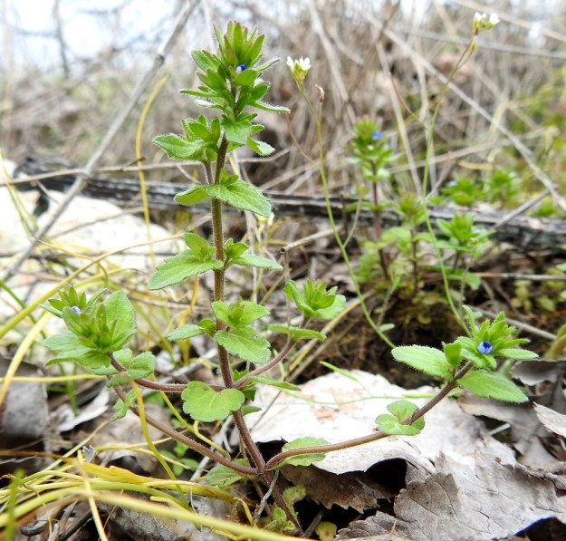 Veronica arvensis - ketotädyke haaroo tavallisesti alaosastaan. Ensimmäiset kukat ovat haarojen latvoissa, mutta kotahedelmiä ei vielä näy. Alemmat varsilehdet ovat ruodilliset ja ylemmät ovat ruodittomat. EH, Janakkala, Harviala, taimistoalue 28.5.2019. Copyright Hannu Kämäräinen.