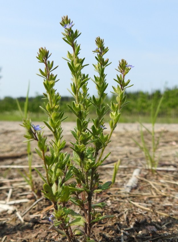 Veronica verna - kevättädyke kukkii vain haarojen latvoista. Kukinnan myötä pitenevät haarat täyttyvät heti latvan alapuolelta nopeasti kotahedelmistä. Varsissa on monenlaisia lehtiä. Alimmat ovat ehyehköjä ja hammaslaitaisia. Vähän ylempänä on sivuliuskaisia lehtiä ja taas ylempänä tasasoukan kolmiliuskaisia lehtiä. Ylimmät lehdet ovat tasasoukkia ja liuskattomia. EH, Janakkala, Harviala, taimistoalue, 5.6.2019. Copyright Hannu Kämäräinen.