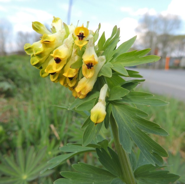 Corydalis nobilis - jalokiurunkannuksen kukat ovat tukilehdellisiä. Alemmat tukilehdet ovat kookkaita ja liuskaisia sekä ylemmät tasasoukkia ja ehytlaitaisia. Kukka on noin 2 cm pitkä ja se kannus on valkoisehko tai vaaleankeltainen ja teriö kärkiosistaan keltainen. EH, Hämeenlinna, Pullerinmäki, Mäkelän teollisuusalue, Tölkkimäentien varsi, joutomaapenger 11.5.2013. Copyright Hannu Kämäräinen.