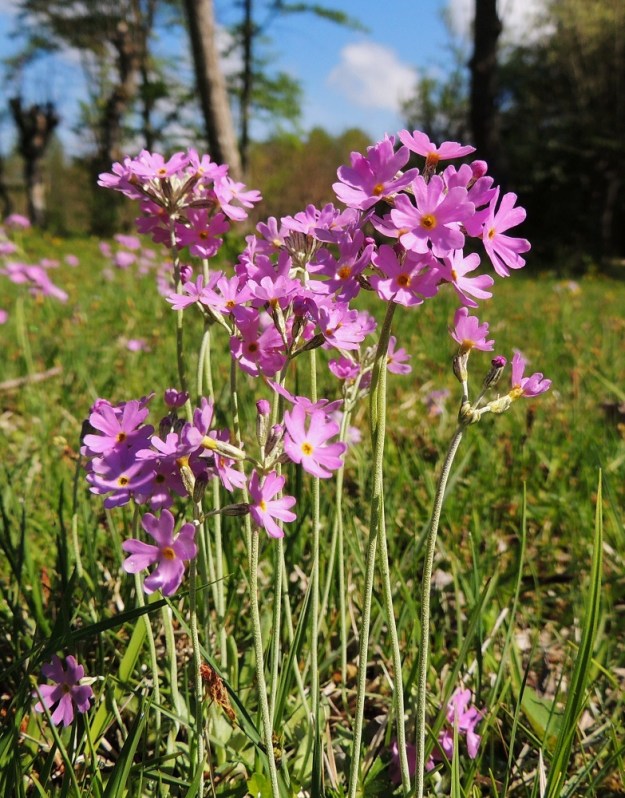 Primula farinosa - jauhoesikko kasvaa parhaimmillaan tiheinä ruusukeryhminä. Ruusukkeissa on yleensä yksi vana, mutta toisinaan niitä kasvaa kaksi, kolmekin. Tällöin ensimmäinen on kookkain ja muut jäävät matalammiksi. A, Lemland, Nåtö, luonnonsuojelualue, 27.5.2013. Copyright Hannu Kämäräinen.