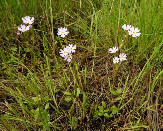 Primula nutans subsp. finmarchica var. jokelae - nuokkuesikko subsp. ruijannuokkuesikko var. perämerennuokkuesikko on kukkiessaan yleensä vain 5-10 cm korkea. Kukintovarsi on lehdetön vana, jonka päässä on tavallisesti vain 2-3 vaaleanpunaista tai vaaleansinipunaista kukkaa. OP, Oulu, Haukipudas, Martinniemi, 13.6.2019. Copyright Hannu Kämäräinen.