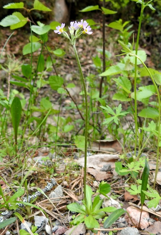 Primula stricta - lapinesikko on kukkiessaan yleensä 5-20 cm korkea (kuvassa noin 15 cm) ja sen kukintovana on usein loivamutkainen. Ks, Kuusamo, Vasaraperä, Jäkäläniemi, Yli-Kitka -järven kaakkoisranta Apajalahden ja Mäntyniemen välissä, 13.6.2019. Copyright Hannu Kämäräinen.