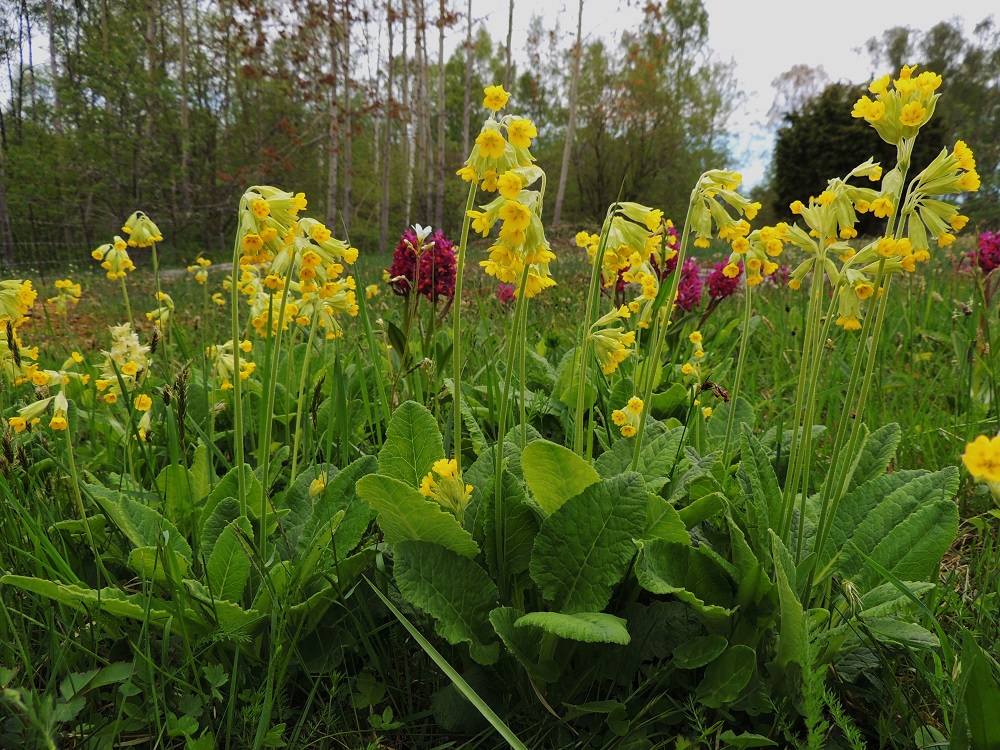 Primula veris - kevätesikon kasvupaikoilla voi tavata mm. seljakämmekän, Dactylorhiza sambucina ja papelorikon, Saxifraga granulata. A, Lemland, Herröskatan, luonnonsuojelualue, 26.5.2013. Copyright Hannu Kämäräinen.