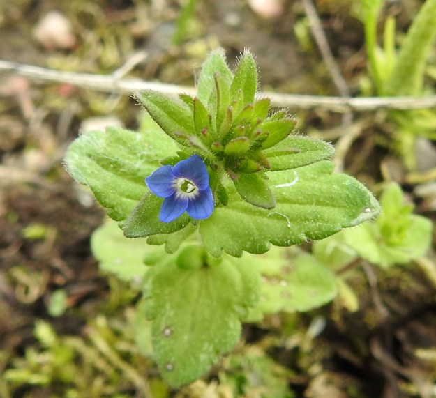 Veronica arvensis - ketotädykkeen varren latvassa on kukintaansa aloittavan kasvin ensimmäinen kukka. Teriö on sininen, ratasmainen, neliliuskainen ja 2-3 mm leveä. EH, Janakkala, Harviala, taimistoalue 28.5.2019. Copyright Hannu Kämäräinen.