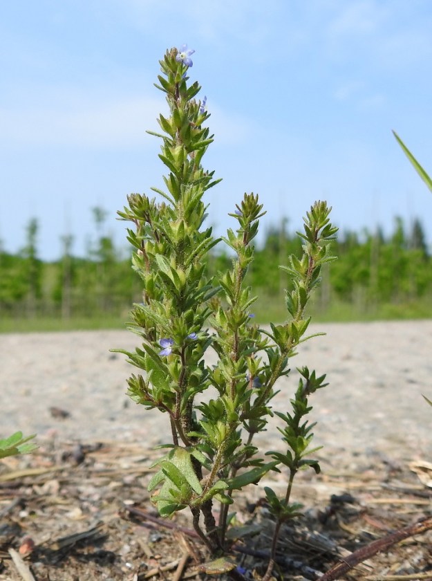 Veronica verna - kevättädykkeen ratasmaiset teriöt alkavat jo heti puolenpäivän jälkeen rapsahdella irti verhiöistään ja pompahtavat tukilehtien ja verhiönliuskojen jäykkien karvojen varaan, josta tuuli ne ennen pitkää lakaisee maahan. EH, Janakkala, Harviala, taimistoalue, 5.6.2019. Copyright Hannu Kämäräinen.