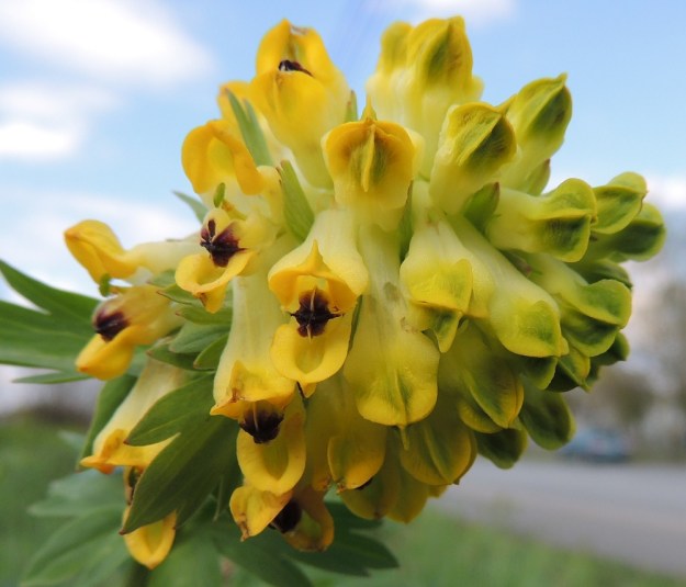 Corydalis nobilis - jalokiurunkannuksen teriö on nelilehtinen. Ylempi ja alempi terälehti ovat isompia ja huulimaisia. Kukan auetessa ylempi lehti taipuu ylöspäin. Sisemmät terälehdet ovat pienempiä sekä päästään punaruskeita ja yhteenkasvaneita. EH, Hämeenlinna, Pullerinmäki, Mäkelän teollisuusalue, Tölkkimäentien varsi, joutomaapenger 11.5.2013. Copyright Hannu Kämäräinen.