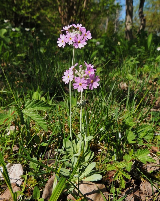 Primula farinosa - jauhoesikon vana kukintoineen on yleensä 10-20 cm korkea, mutta jatkaa vielä hedelmävaiheessa kasvuaan ja voi olla 30 cm:kin. A, Lemland, Nåtö, luonnonsuojelualue, 27.5.2013. Copyright Hannu Kämäräinen.