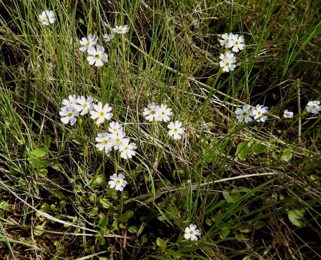 Primula nutans subsp. finmarchica var. jokelae - nuokkuesikon subsp. ruijannuokkuesikon var. perämerennuokkuesikon kukat voivat olla ainakin auringonvalossa nähtyinä myös valkoisia. OP, Oulu, Haukipudas, Martinniemi, 13.6.2019. Copyright Hannu Kämäräinen.
