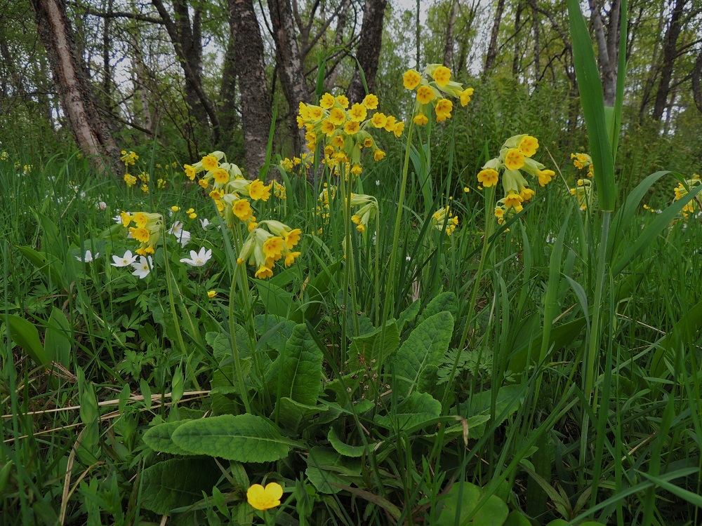 Primula veris - kevätesikon lehdettömät kukkavanat ovat noin 15-40 cm korkeat. Kukinto on toispuoleinen, yksinkertainen sarja. Normaali kukinta-aika on touko-kesäkuu. A, Lemland, Herröskatan, luonnonsuojelualue, 26.5.2013. Copyright Hannu Kämäräinen.