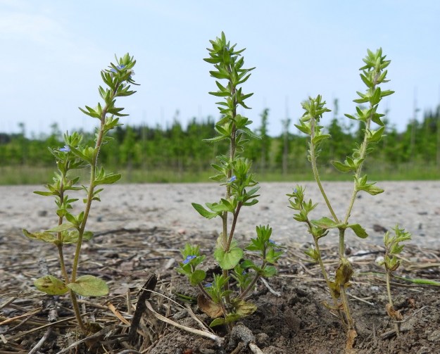 Veronica arvensis - ketotädykkeen kasvun edetessä varsi ja haarat pitenevät ja täyttyvät nopeasti kehittyvistä kotahedelmistä. Vain latvoissa on muutama kukka kerrallaan. EH, Janakkala, Harviala, taimistoalue 5.6.2019. Copyright Hannu Kämäräinen.
