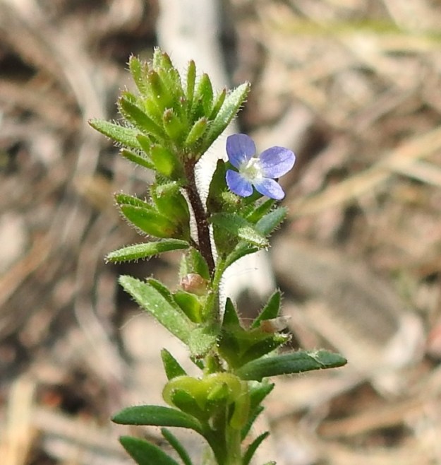 Veronica verna - kevättädykkeen sininen, noin 3 mm halkaisijaltaan oleva teriö on yhdislehtinen ja ratasmainen eli lyhyt teriön torvi ja teriön liuskat muodostavat jakamattoman kokonaisuuden. Kukassa on tädykkeiden tapaan kaksi hedettä. EH, Janakkala, Harviala, taimistoalue, 5.6.2019. Copyright Hannu Kämäräinen.
