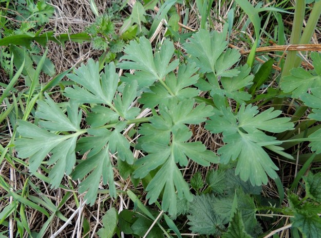 Corydalis nobilis - jalokiurunkannuksen tyvilehdet ovat sinivihreitä ja pitkäruotisia, kaksi kertaa, harvemmin kolmekin kertaa parilehdykkäisiä. EH, Hämeenlinna, Pullerinmäki, Mäkelän teollisuusalue, Tölkkimäentien varsi, joutomaapenger 11.5.2013. Copyright Hannu Kämäräinen.