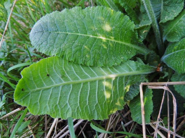 Primula elatior - lehtoesikon lehtilapa on soikea ja tavallisesti suippo- tai pyöreähkötyvinen ja pyöreähköpäinen sekä tavallisesti noin 8-10 cm pitkä ja noin 4-6 cm leveä. Lehden laita on terävänirhainen. Lähilajin, kevätesikon, P. veris, lehdet ovat lähinnä pitkänpuikeat ja yleensä tylppä- tai herttatyviset sekä laidoiltaan tylpähkösti nirhaiset. 22.5.2014. Copyright Hannu Kämäräinen.