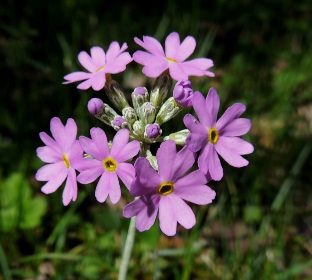 Primula farinosa - jauhoesikon kukinto on pysty sarja, jossa ensimmäisenä avautuvat laitimmaiset kukat. Kukan verhiö on pyöreäpäisesti viisiliuskainen ja valkojauhoinen. A, Lemland, Nåtö, luonnonsuojelualue, 27.5.2013. Copyright Hannu Kämäräinen.