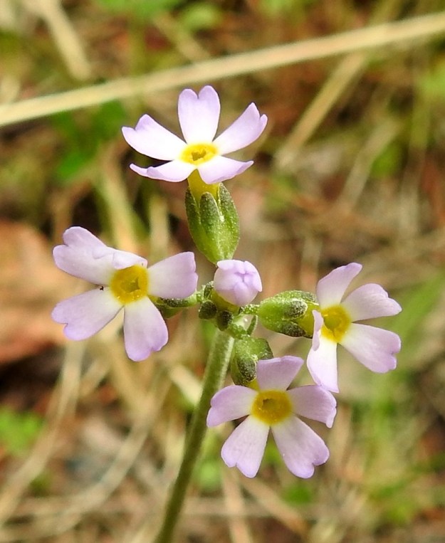 Primula stricta - lapinesikon vanoissa on tavallisesti 2-8 kukkaa. Kukka on torvineen noin 6-8 mm pitkä. Ks, Kuusamo, Vasaraperä, Jäkäläniemi, Yli-Kitka -järven kaakkoisranta Apajalahden ja Mäntyniemen välissä, 13.6.2019. Copyright Hannu Kämäräinen.