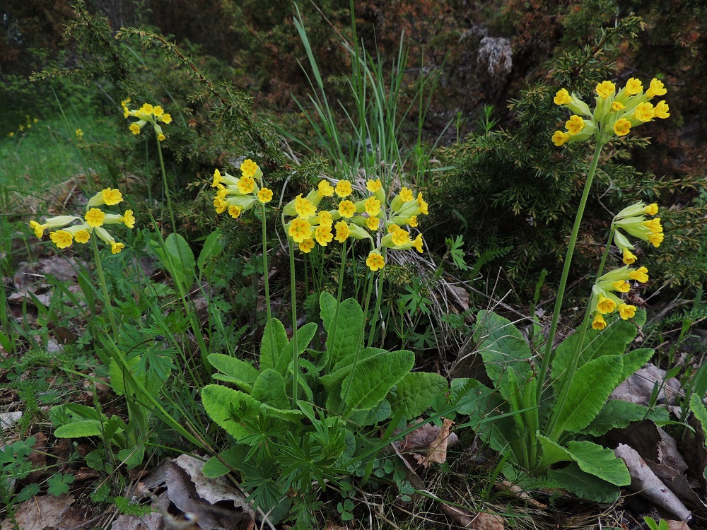 Primula veris - kevätesikon lehtiruusukkeista kasvaa yleensä yksi kukkavana, mutta toisinaan niitä on kaksi tai kolmekin. A, Lemland, Herröskatan, luonnonsuojelualue, 26.5.2013. Copyright Hannu Kämäräinen.