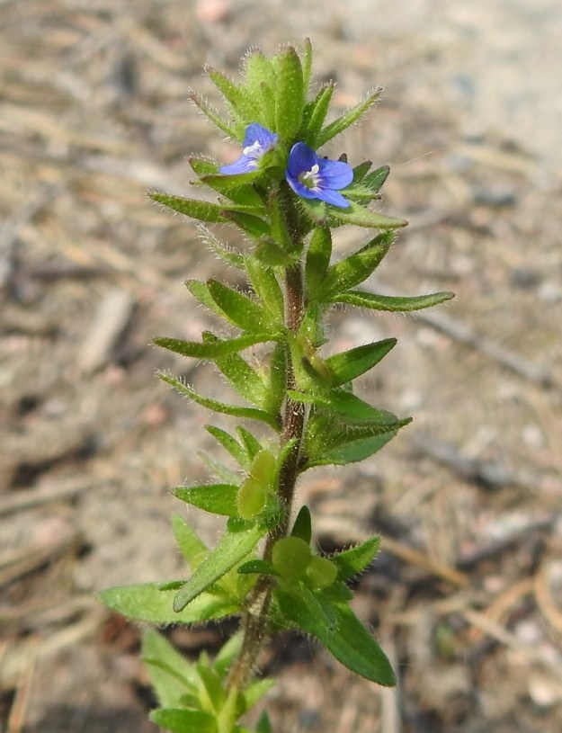 Veronica arvensis - ketotädykkeen kukkien tukilehdet ovat kapeansoikeita ja ehytlaitaisia. Neliliuskaisen verhiön alemmat liuskat ovat ylempiä pitemmät ja yltävät teriötä ulommaksi. Tukilehdissä ja verhiöissä on tiheästi pitkähköjä nystykarvoja. EH, Janakkala, Harviala, taimistoalue 5.6.2019. Copyright Hannu Kämäräinen.