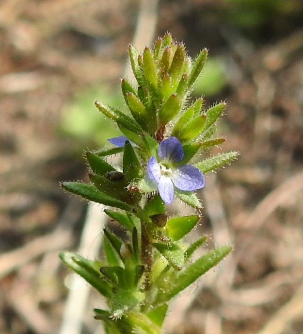Veronica verna - kevättädykkeen kukkien tukilehdet ja verhiönliuskat ovat tiheähkösti nystykarvaiset. Verhiössä on neljä liuskaa ja ne ovat jonkin verran teriön liuskoja pitemmät. Kukinnan nopeaa kiertoa osoittaa, kuinka teriöllisen kukan viereisessä verhiössä kehittyy jo täyttä päätä uusi kota. EH, Janakkala, Harviala, taimistoalue, 5.6.2019. Copyright Hannu Kämäräinen.