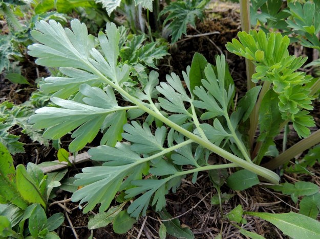 Corydalis nobilis - jalokiurunkannuksen tyvilehdet ovat alapinnaltaan hyvin vaaleansinivihreät. Lehdet, samoin kuin muukin kasvi, ovat karvattomia. EH, Hämeenlinna, Pullerinmäki, Mäkelän teollisuusalue, Tölkkimäentien varsi, joutomaapenger 11.5.2013. Copyright Hannu Kämäräinen.