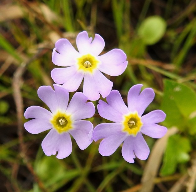Primula nutans subsp. finmarchica var. jokelae - nuokkuesikon subsp. ruijannuokkuesikon var. perämerennuokkuesikon kukat ovat tarkemmin katseltaessa monen muun esikon tavoin kahdenlaisia. Kuvan teriöissä viisi hedettä ovat nielusta koholla ja emin luotti on syvemmällä nielussa aivan kuin piilossa heteitten alla. OP, Oulu, Haukipudas, Martinniemi, 13.6.2019. Copyright Hannu Kämäräinen.
