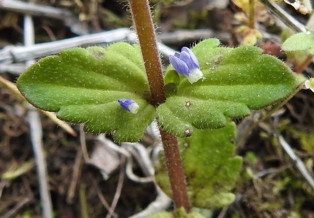 Veronica arvensis - ketotädykkeen varsilehdet ovat leveätyviset ja kärkeä kohti suippenevat, noin 10 mm pitkät sekä iso- ja matalahampaiset. Lehdelle tippunut, kokonaisena irtoava teriö on noin 2,5 mm pitkä. EH, Janakkala, Harviala, taimistoalue 28.5.2019. Copyright Hannu Kämäräinen.