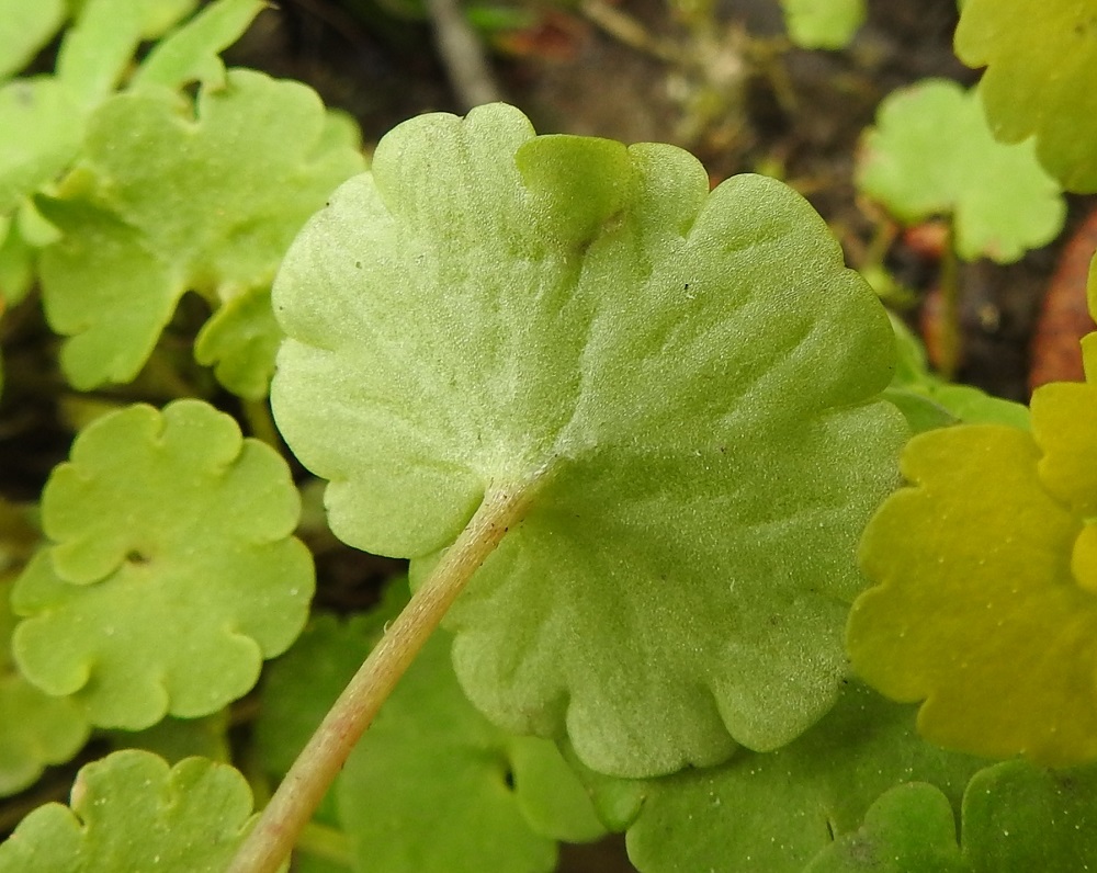 Chrysosplenium alternifolium - kevätlinnunsilmän aluslehtien alapinta on vaalean- tai harmaanvihreä ja yleensä yläpintaa vähä- ja lyhytkarvaisempi. St, Sastamala, Kaltsila, Lamminmaantien läheinen puro, 16.5.2019. Copyright Hannu Kämäräinen.