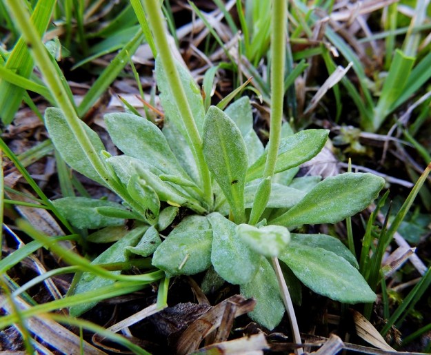 Primula farinosa - jauhoesikon ruusukelehdet ovat 3-4 cm pitkiä, vastapuikeita tai suikeita. Lehtilavan tyvi on kapeneva muuttuen ilman rajaa siipipalteiseksi ruodiksi. Lehden yläpinta on kaljuhko tai harvanystyinen. A, Lemland, Nåtö, luonnonsuojelualue, 27.5.2013. Copyright Hannu Kämäräinen.