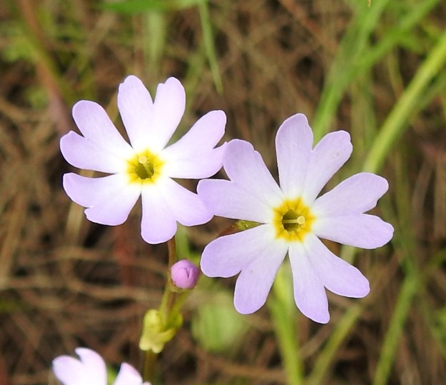 Primula nutans subsp. finmarchica var. jokelae - nuokkuesikon subsp. ruijannuokkuesikon var. perämerennuokkuesikon toisissa kukissa emin luotti on nielusta selvästi koholla ja heteet ovat torvessa syvällä näkymättömissä. Tämä kukkien rakenne edistää tehokkaasti hyönteisten suorittamaa ristipölytystä. OP, Oulu, Haukipudas, Martinniemi, 13.6.2019. Copyright Hannu Kämäräinen.