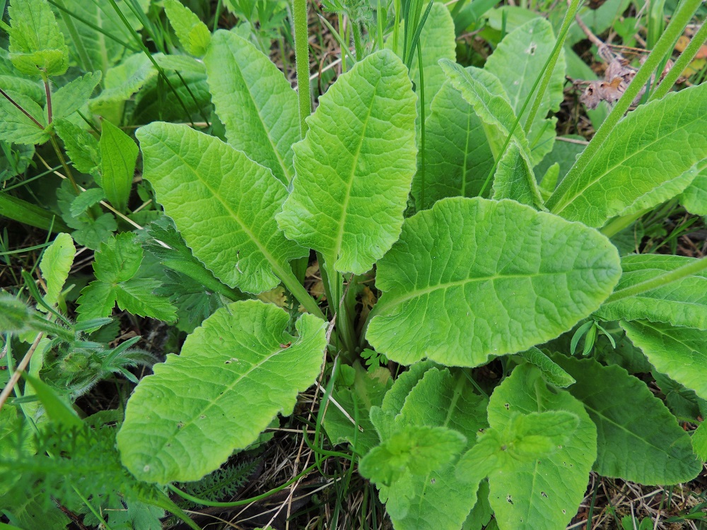 Primula veris - kevätesikon monilehtisen tyviruusukkeen lehdet ovat noin 10-20 cm pitkiä. Lehden laita on epäsäännöllisesti nirhainen ja tylppähampainen. Yläpinta on hyvin lyhyesti nystykarvainen. Lehtiruoti on siipipalteinen, ja sen pituus vaihtelee ollen lehtilapaa lyhyempi, suurin piirtein samanpituinen tai sitä pitempi. A, Lemland, Herröskatan, luonnonsuojelualue, 26.5.2013. Copyright Hannu Kämäräinen.
