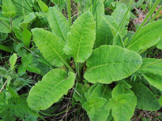 Primula veris - kevätesikon ruusukkeena olevat lehdet ovat noin 10-20 cm pitkät. Lehtiruoti on siipipalteinen ja lapa pitkänpuikea, tyveltään yleensä tylpähkö tai herttamainen ja laidoiltaan epäsäännöllisesti nirhainen tai tylppähampainen. A, Lemland, Herröskatan, luonnonsuojelualue, 26.5.2013. Copyright Hannu Kämäräinen.