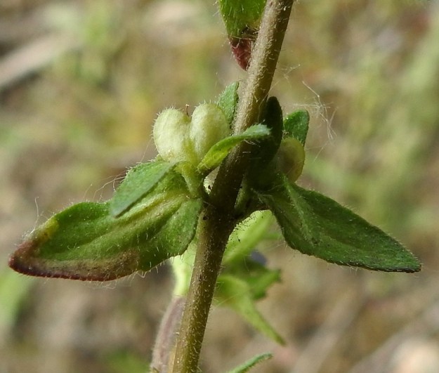Veronica arvensis - ketotädykkeen kota on sydämenmuotoinen eli herttamainen, litteä ja noin 3,5 mm pitkä ja leveä. Vain sen reunat ovat karvaiset ja nystykarvaiset. EH, Janakkala, Harviala, taimistoalue 5.6.2019. Copyright Hannu Kämäräinen.