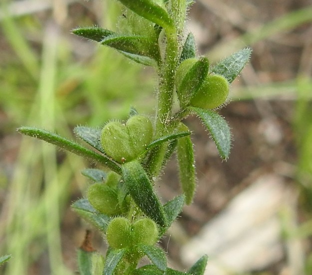 Veronica verna - kevättädykkeen kotahedelmät ovat noin 3 mm korkeita ja 3,5 mm leveitä, sydämenmuotoisia ja kauttaaltaan nystykarvaisia. EH, Janakkala, Harviala, taimistoalue, 28.5.2019. Copyright Hannu Kämäräinen.