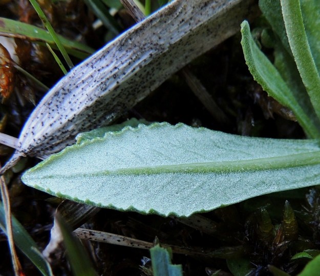 Primula farinosa - jauhoesikon ruusukelehtien alapinta on tiheästi valkojauhoinen. Kyseessä on nystymäisten karvojen tuottama erite, josta laji on saanut nimensäkin. Lehden laita on pienihampainen, matalanyhäinen ja usein hieman alaspäin kiertynyt. A, Lemland, Nåtö, luonnonsuojelualue, 27.5.2013. Copyright Hannu Kämäräinen.