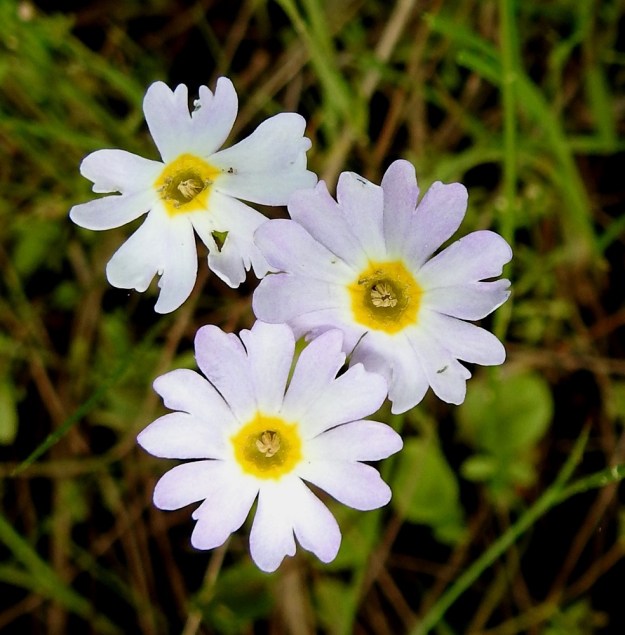 Primula nutans subsp. finmarchica var. jokelae - nuokkuesikon subsp. ruijannuokkuesikon var. perämerennuokkuesikon teriö on varsin uskollisesti viisiliuskainen. Poikkeavuuttakin kuitenkin esiintyy. Kuvan yksilössä yksi teriö on 5-, yksi 6- ja yksi jopa 7-liuskainen. Myös liuskojen lovipäisyydessä esiintyy toisinaan monenlaisia poikkeamia. Lovia voi olla liuskassa kaksi tai loven reunoille on kehittynyt erilaisia hampaita tai muita muutoksia. OP, Oulu, Haukipudas, Martinniemi, 13.6.2019. Copyright Hannu Kämäräinen.
