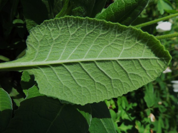 Primula veris - kevätesikon ruusukelehden alapinta on harmahtavanvihreä ja erityisesti nuorena tiheäkarvainen. A, Jomala, Ramsholm, luonnonsuojelualue, 25.5.2013. Copyright Hannu Kämäräinen.