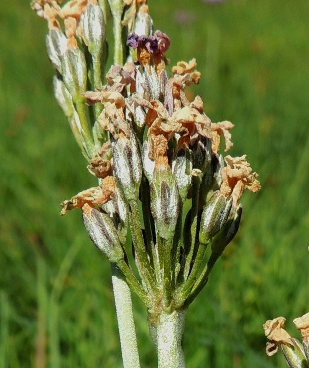 Primula farinosa - jauhoesikon hedelmä on kapeahko, noin 8 mm pitkä ja verhiöstä ulos tuleva kota. A, Lemland, Nåtö, luonnonsuojelualue, 11.6.2014. Copyright Hannu Kämäräinen.
