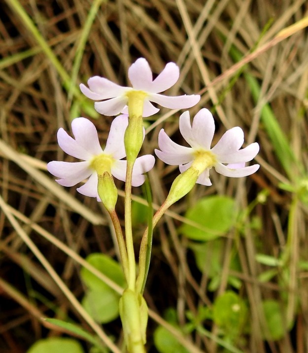 Primula nutans subsp. finmarchica var. jokelae - nuokkuesikon subsp. ruijannuokkuesikon var. perämerennuokkuesikon teriöntorvi on myös ulkopuolelta keltainen. Verhiö on noin 5 mm pitkä, kapean kellomainen ja selväharjuinen. Kukkaperien pituus vaihtelee välillä 15-35 mm. OP, Oulu, Haukipudas, Martinniemi, 13.6.2019. Copyright Hannu Kämäräinen.