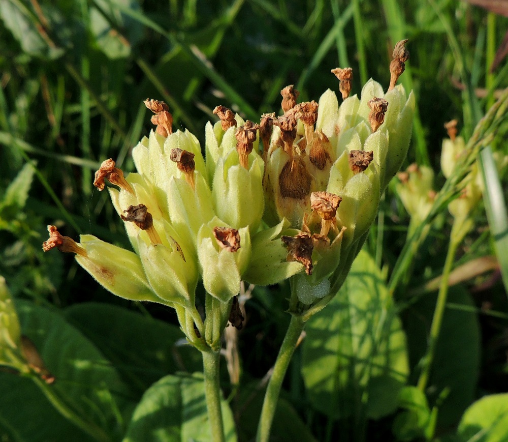 Primula veris - kevätesikon kota jää kokonaan verhiön suojiin. A, Jomala, Ramsholm, luonnonsuojelualue, 7.6.2014. Copyright Hannu Kämäräinen.