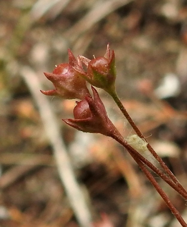 Androsace elongata - peltonukin kota on pallomainen ja verhiötä lyhyempi. EH, Nokia, Sarpatti, Maatialanharju, 12.6.2019. Copyright Hannu Kämäräinen.