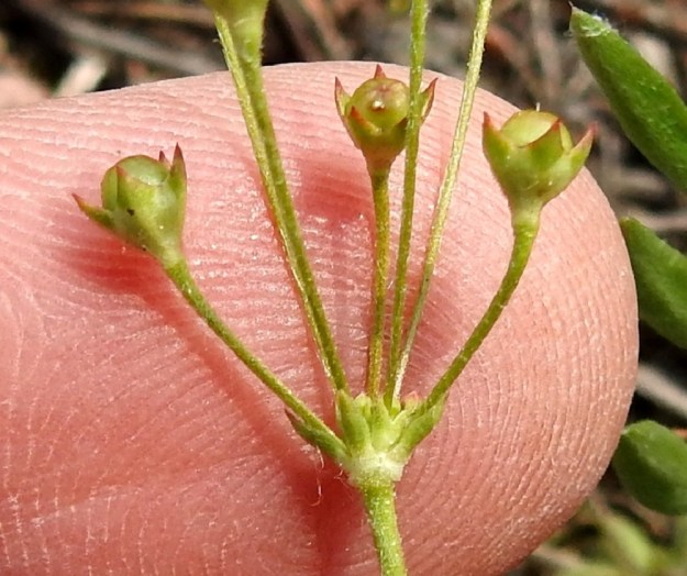 Androsace septentrionalis - ketonukin kota on pallomainen ja noin verhiön mittainen tai hieman sitä pitempi. EH, Janakkala, Turenki, radanvarsi, 5.6.2019. Copyright Hannu Kämäräinen.