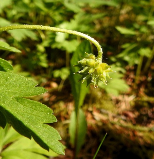 Anemone nemorosa - valkovuokon hedelmistö on nuokkuva. Karvaiset pähkylät ovat yleensä noin 4-5 mm pitkiä ja niissä on noin 1 mm:n mittainen ota. EH, Hämeenlinna, Loimalahti, Hirsimäki, 1.6.2019. Copyright Hannu Kämäräinen.