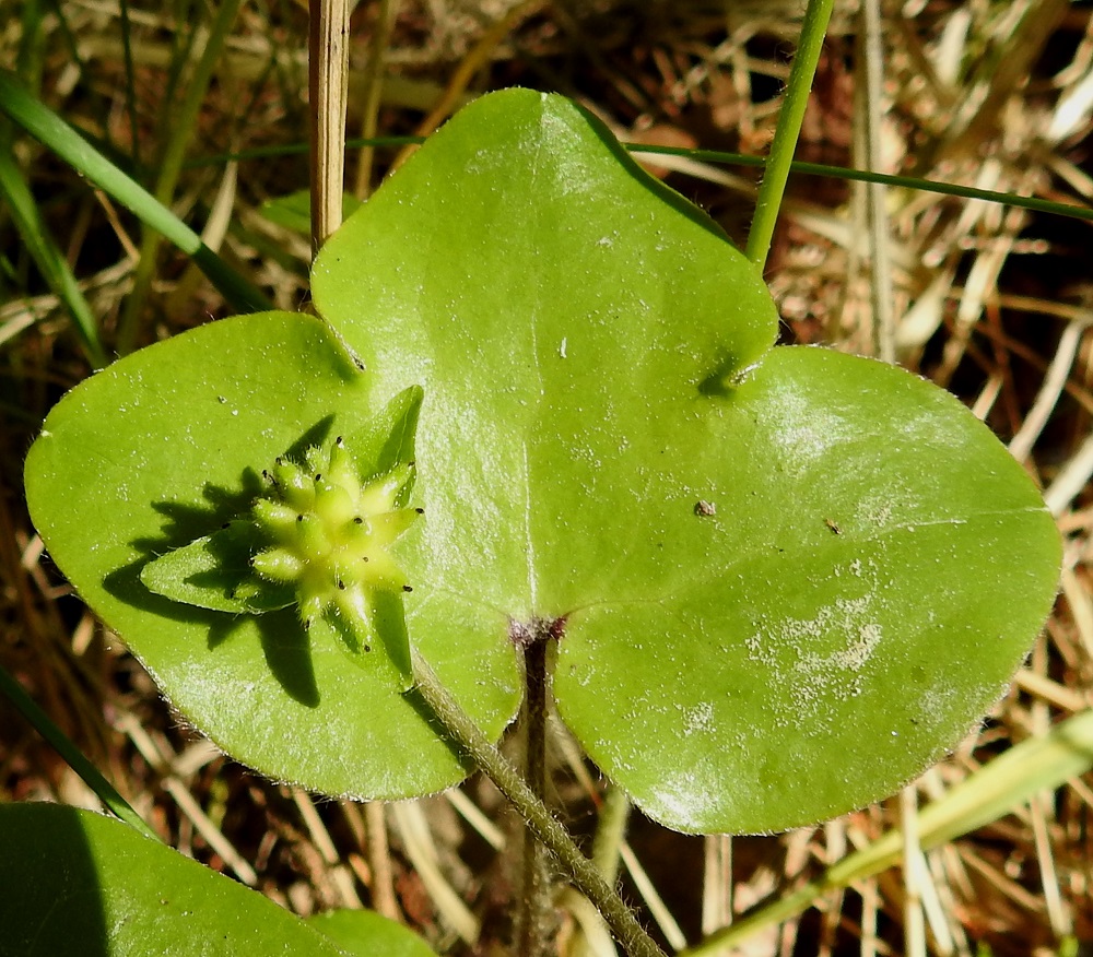 Hepatica nobilis - (lehto)sinivuokon lehtilapa on päältä kalju ja yleensä noin 4-8 cm pitkä sekä leveimmältä kohtaa noin 5-9 cm leveä. Karvaiset pähkylät ovat yleensä noin 4-5 mm pitkiä ja niiden ota on noin 1 mm pitkä. EH, Hämeenlinna, Loimalahti, Hirsimäki, Näsiäntien ja Louhoksentien välinen metsäalue, 1.6.2019. Copyright Hannu Kämäräinen.