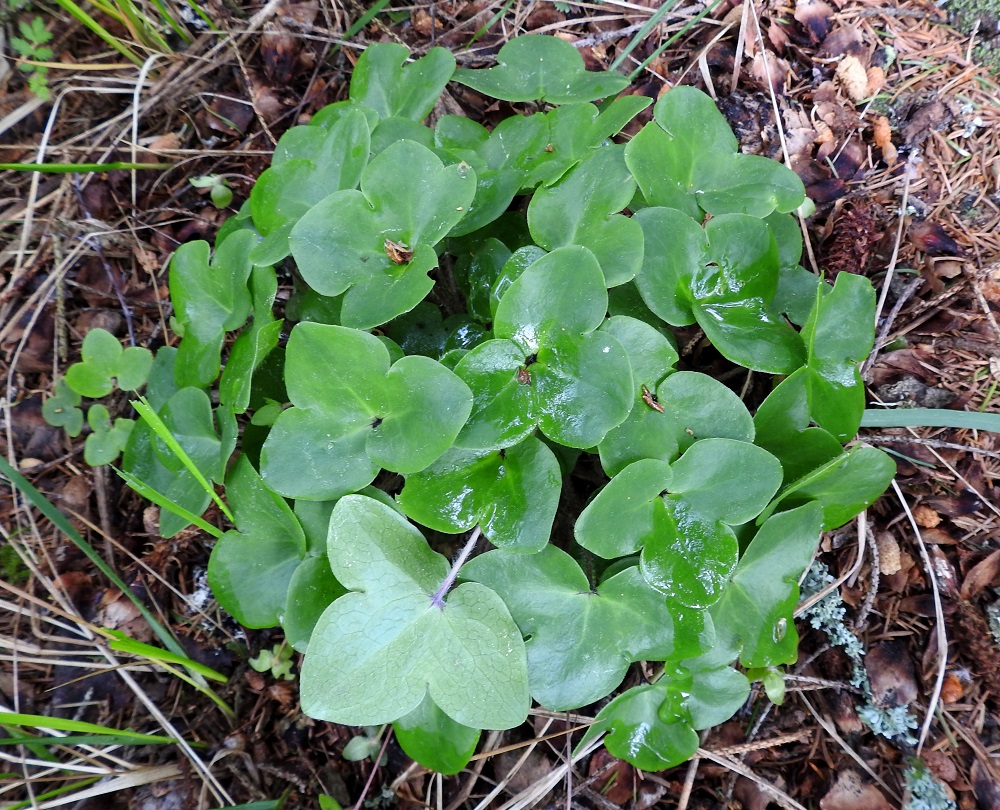 Hepatica nobilis - (lehto)sinivuokon uudet lehdet ovat kiiltävät ja hieman nahkeat, kolmiliuskaiset ja herttatyviset. Lehtiliuskat ovat yleensä ehyitä ja pyöreämuotoisia, mutta joskus voi olla muunteluakin, kuten kuvan vasemman yläkulman lehdessä, jossa on roska keskellä. EH, Hämeenlinna, Loimalahti, Hirsimäki, Näsiäntien ja Louhoksentien välinen metsäalue, 2.6.2019. Copyright Hannu Kämäräinen.