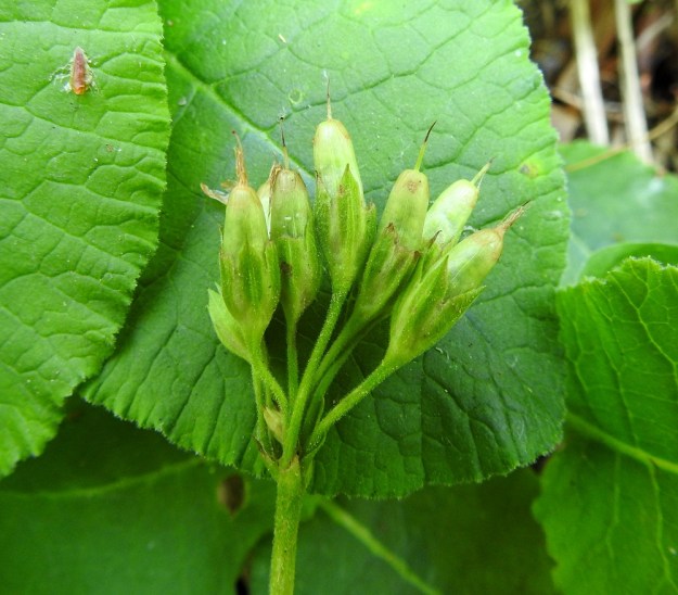 Primula elatior - lehtoesikon täysikasvuinen kota on lieriömäinen ja muutaman sentin verhiötä pitempi. 20.6.2019. Copyright Hannu Kämäräinen.